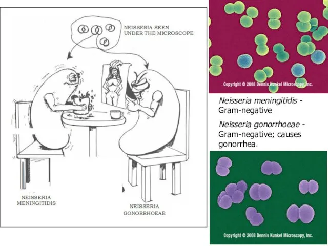 Neisseria meningitidis - Gram-negative Neisseria gonorrhoeae - Gram-negative; causes gonorrhea.