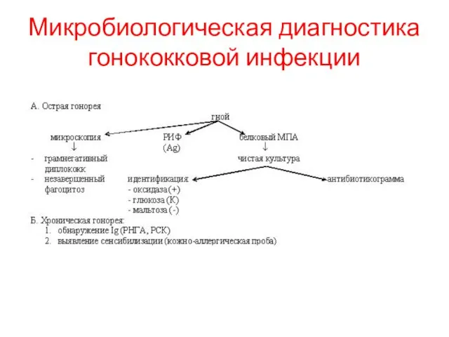 Микробиологическая диагностика гонококковой инфекции