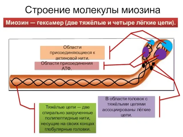 Строение молекулы миозина Тяжёлые цепи — две спирально закрученные полипептидные