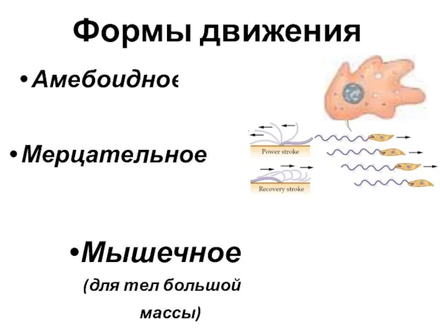 Формы движения Амебоидное Мерцательное Мышечное (для тел большой массы)