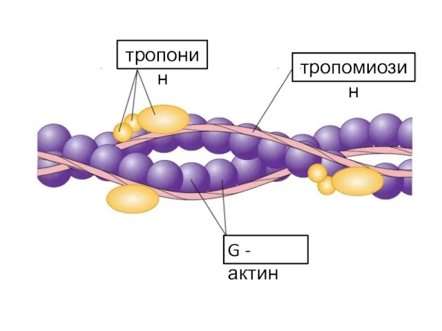 тропомиозин G - актин тропонин