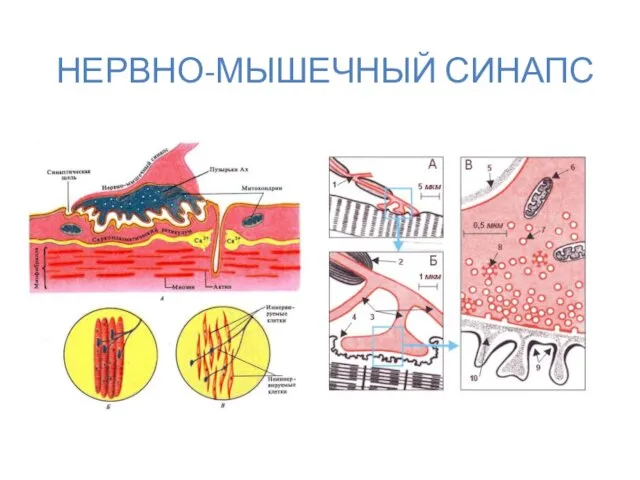 НЕРВНО-МЫШЕЧНЫЙ СИНАПС