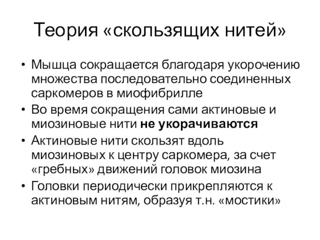 Теория «скользящих нитей» Мышца сокращается благодаря укорочению множества последовательно соединенных