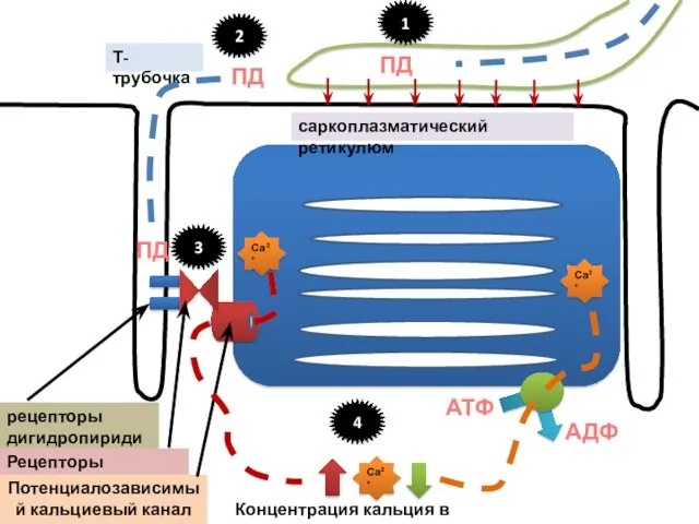 Са2+ Са2+ АТФ АДФ рецепторы дигидропиридина Рецепторы рианодина саркоплазматический ретикулюм