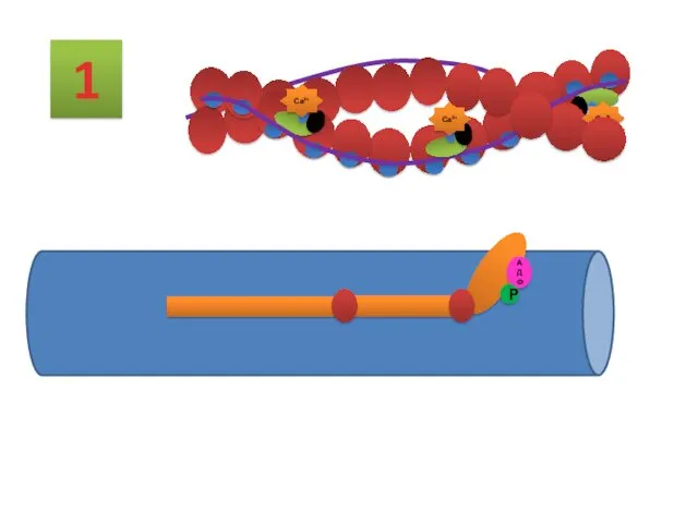 1 АДФ Р Са2+