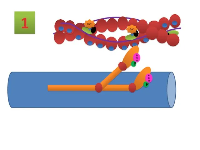 1 Са2+ АДФ Р АДФ Р