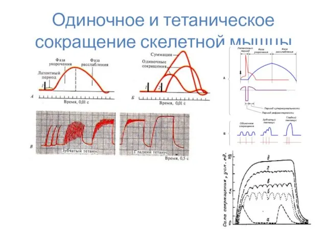 Одиночное и тетаническое сокращение скелетной мышцы