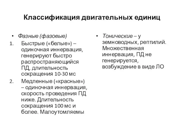 Классификация двигательных единиц Фазные (фазовые) Быстрые («белые») – одиночная иннервация,