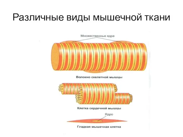 Различные виды мышечной ткани