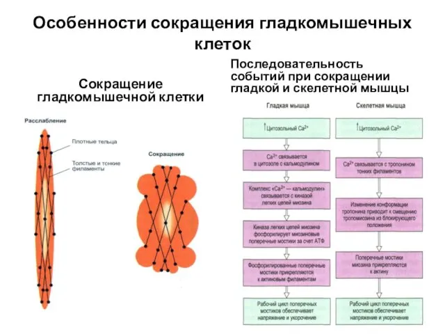 Особенности сокращения гладкомышечных клеток Сокращение гладкомышечной клетки Последовательность событий при сокращении гладкой и скелетной мышцы