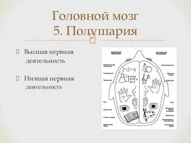 Высшая нервная деятельность Низшая нервная деятельность Головной мозг 5. Полушария