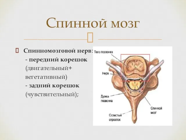 Спинномозговой нерв: - передний корешок (двигательный+ вегетативный) - задний корешок (чувствительный); Спинной мозг