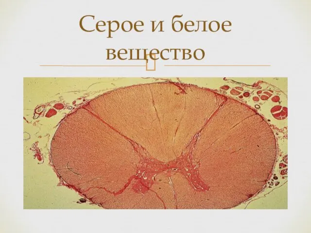 Серое и белое вещество