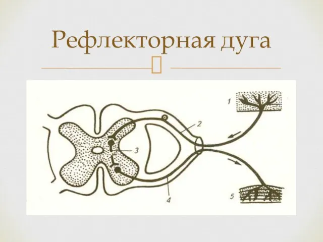 Рефлекторная дуга