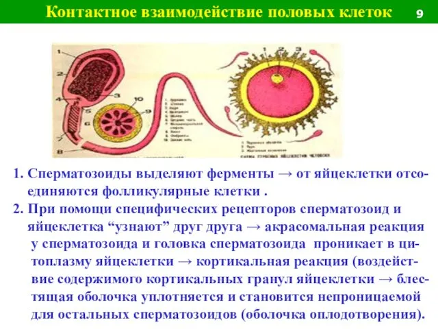 1. Сперматозоиды выделяют ферменты → от яйцеклетки отсо- единяются фолликулярные