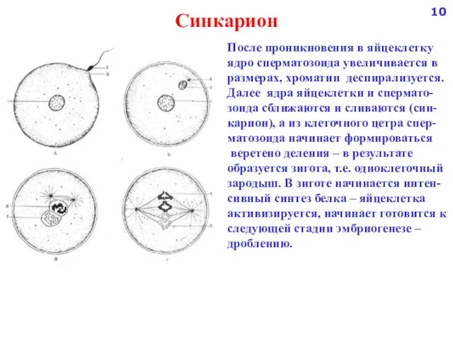 После проникновения в яйцеклетку ядро сперматозоида увеличивается в размерах, хроматин