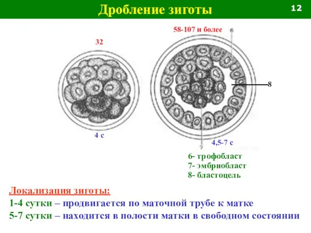 Дробление зиготы 32 4 с 58-107 и более 4,5-7 с