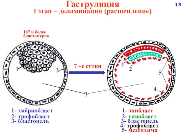 Гаструляция I этап – деламинация (расщепление) 1- эмбриобласт 1- эпибласт