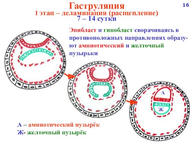 Гаструляция I этап – деламинация (расщепление) 7 – 14 сутки