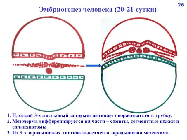 Эмбриогенез человека (20-21 сутки) 1. Плоский 3-х листковый зародыш начинает