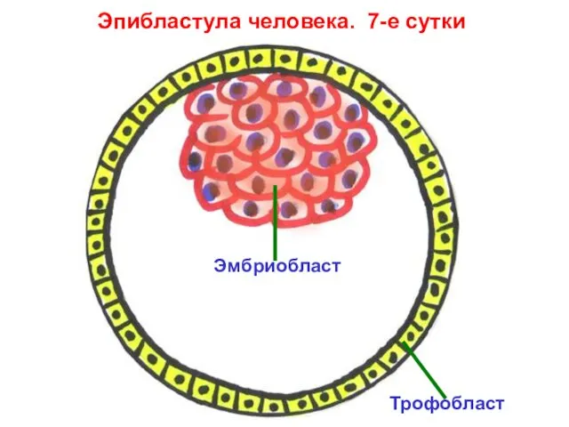 Эпибластула человека. 7-е сутки Эмбриобласт Трофобласт