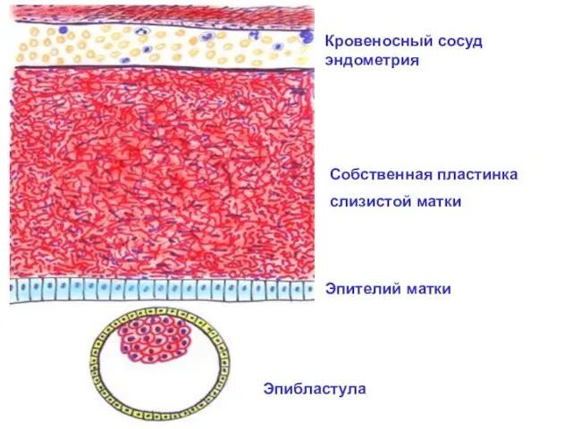 Эпибластула Эпителий матки Собственная пластинка слизистой матки Кровеносный сосуд эндометрия