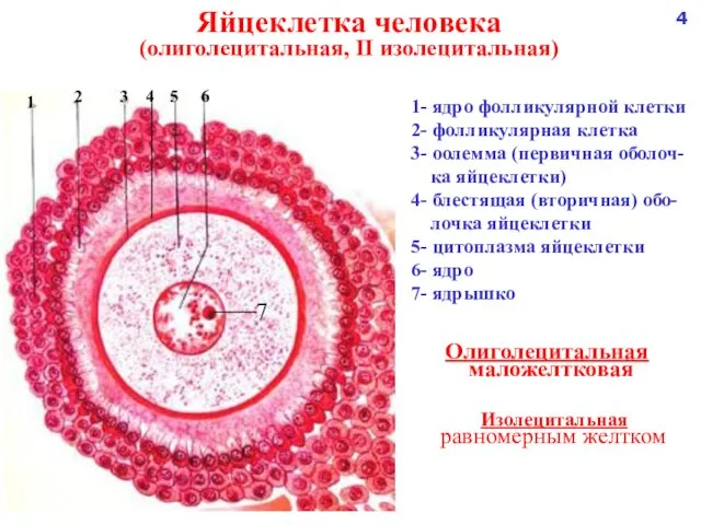 Яйцеклетка человека (олиголецитальная, II изолецитальная) 1- ядро фолликулярной клетки 2-