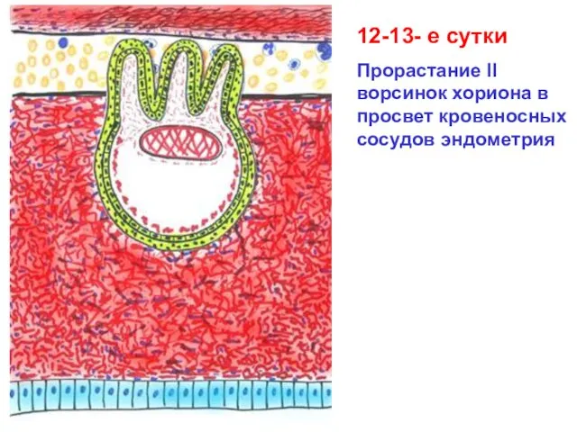 12-13- е сутки Прорастание II ворсинок хориона в просвет кровеносных сосудов эндометрия