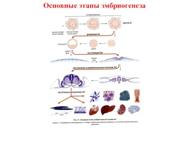 Основные этапы эмбриогенеза