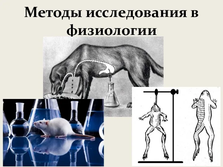 Методы исследования в физиологии