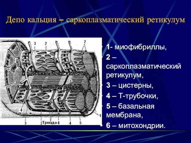 Депо кальция – саркоплазматический ретикулум 1- миофибриллы, 2 – саркоплазматический