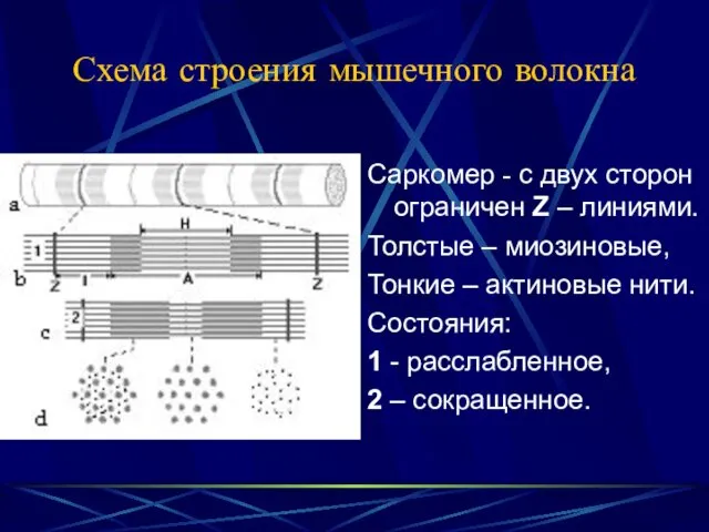 Схема строения мышечного волокна Саркомер - с двух сторон ограничен