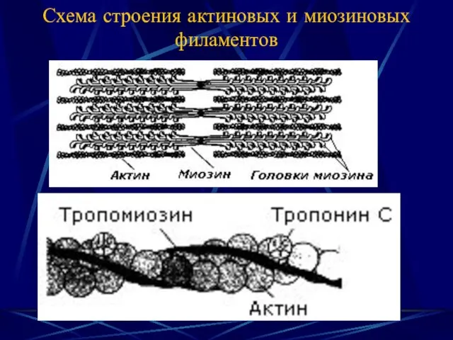 Схема строения актиновых и миозиновых филаментов