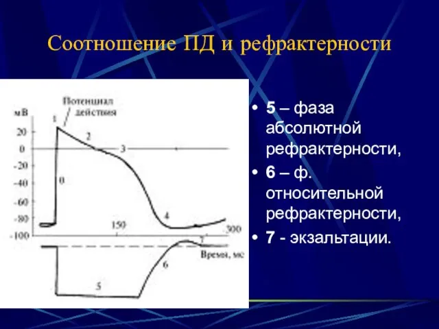 Соотношение ПД и рефрактерности 5 – фаза абсолютной рефрактерности, 6 – ф. относительной