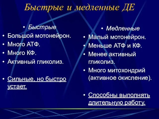 Быстрые и медленные ДЕ Быстрые Большой мотонейрон. Много АТФ. Много КФ. Активный гликолиз.