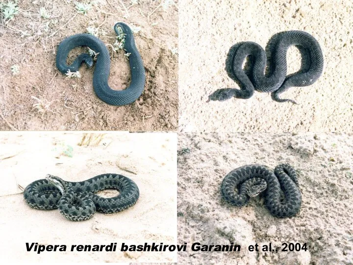 Vipera renardi bashkirovi Garanin et al., 2004