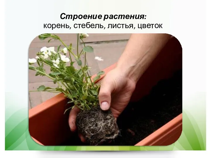 Строение растения: корень, стебель, листья, цветок