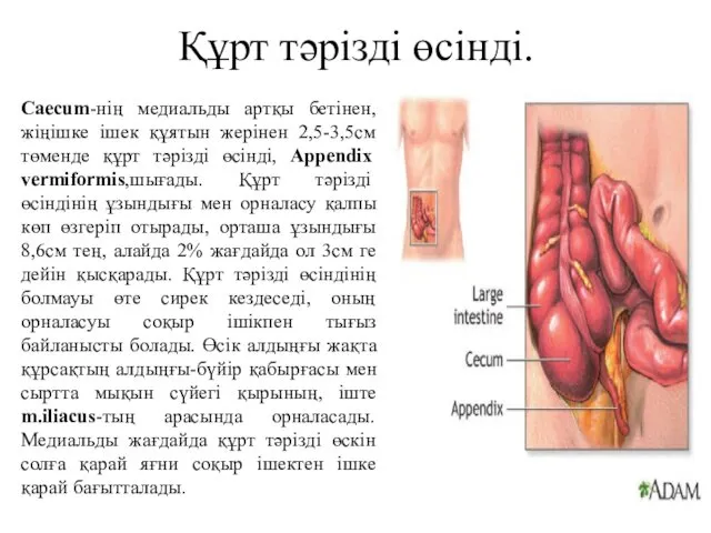 Құрт тәрізді өсінді. Caecum-нің медиальды артқы бетінен,жіңішке ішек құятын жерінен