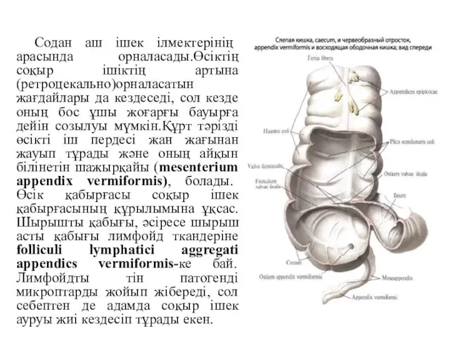 Содан аш ішек ілмектерінің арасында орналасады.Өсіктің соқыр ішіктің артына (ретроцекально)орналасатын