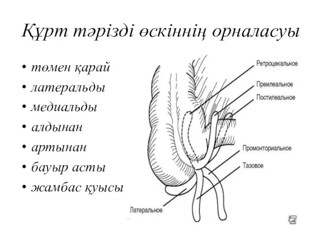 Құрт тәрізді өскіннің орналасуы төмен қарай латеральды медиальды алдынан артынан бауыр асты жамбас қуысы