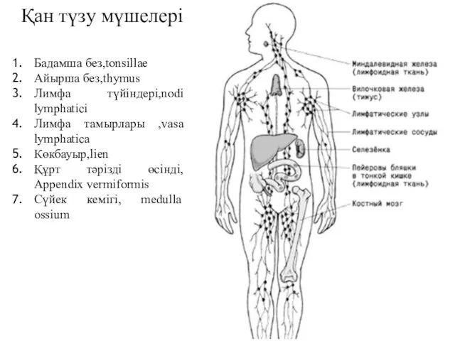 Қан түзy мүшелері Бадамша без,tonsіllae Айырша без,thymus Лимфа түйіндері,nodi lymphaticі