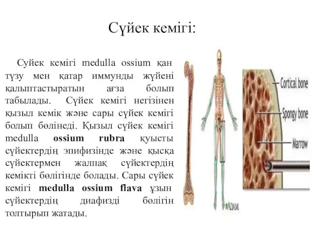 Суйек кемігі medulla ossium қан түзу мен қатар иммунды жүйені