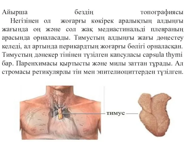 Айырша бездің топографиясы Негізінен ол жоғарғы көкірек аралықтың алдыңғы жағында