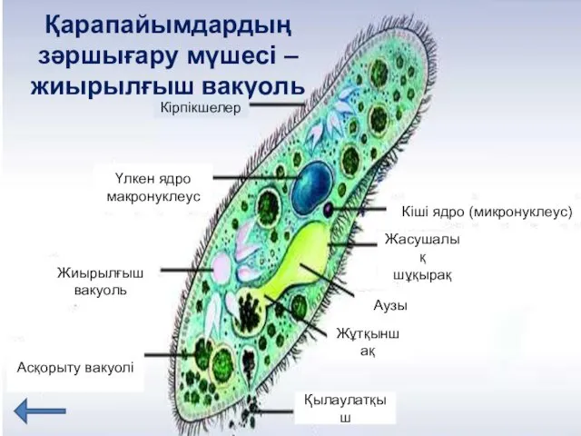 Қарапайымдардың зәршығару мүшесі – жиырылғыш вакуоль Кірпікшелер Үлкен ядро макронуклеус