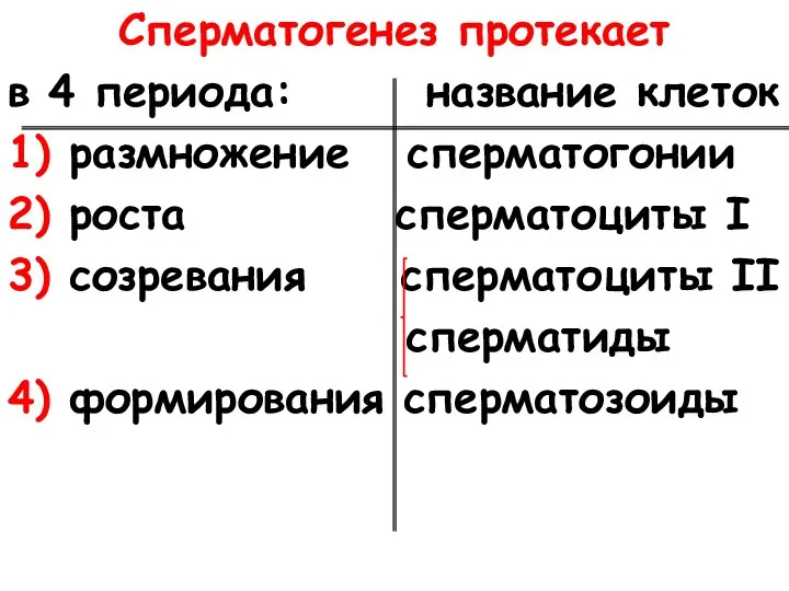 Сперматогенез протекает в 4 периода: название клеток 1) размножение сперматогонии