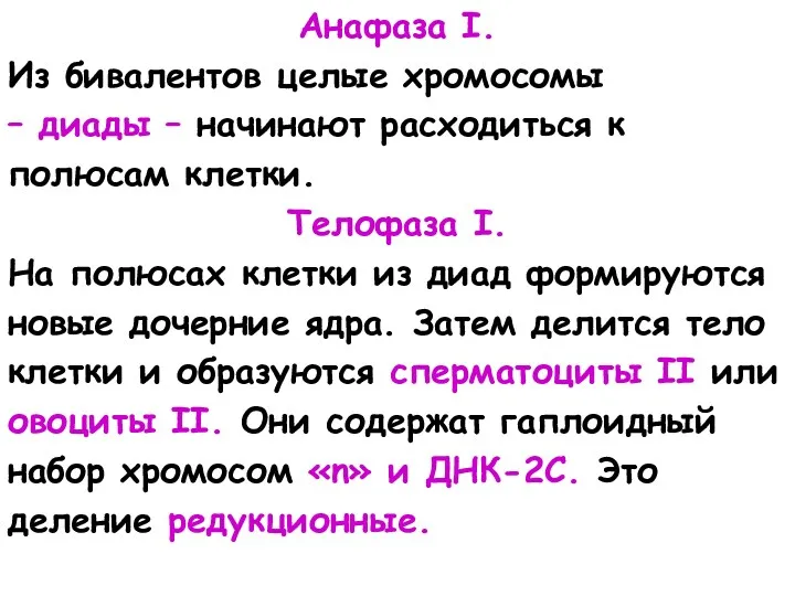 Анафаза I. Из бивалентов целые хромосомы – диады – начинают расходиться к полюсам