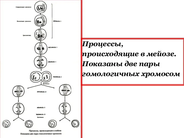 Процессы, происходящие в мейозе. Показаны две пары гомологичных хромосом