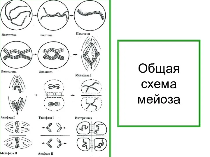 Общая схема мейоза