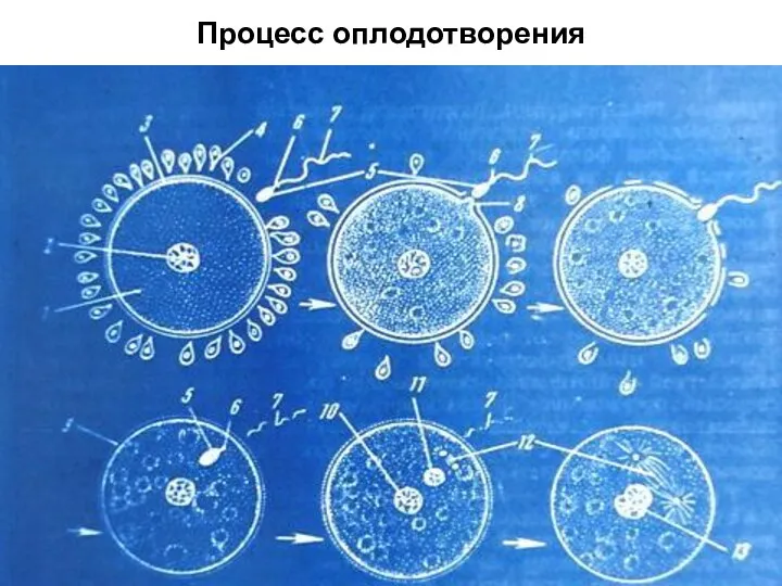 Процесс оплодотворения