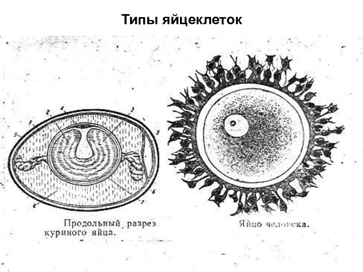 Типы яйцеклеток